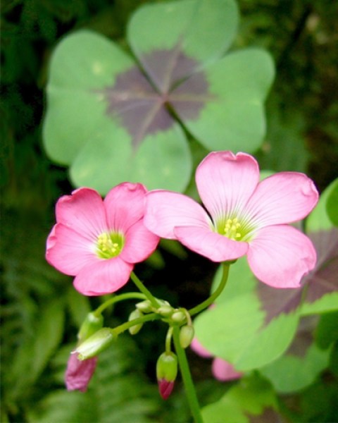 Oxalis Iron Cross=22